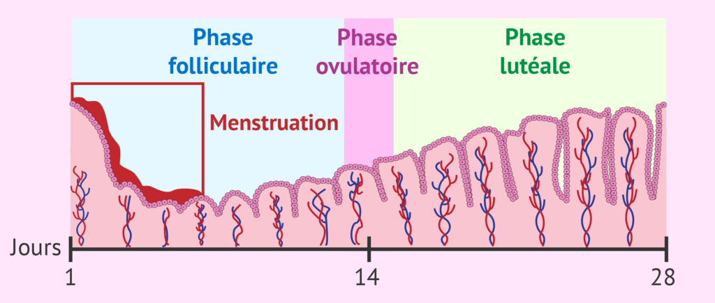 Phases du cycle menstruel